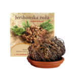 jerihonska_roza_narocilnica_1komf